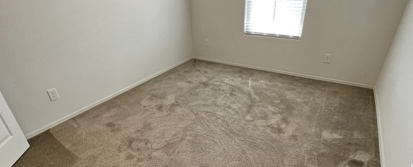 view of a newly cleaned carpet phoenix az